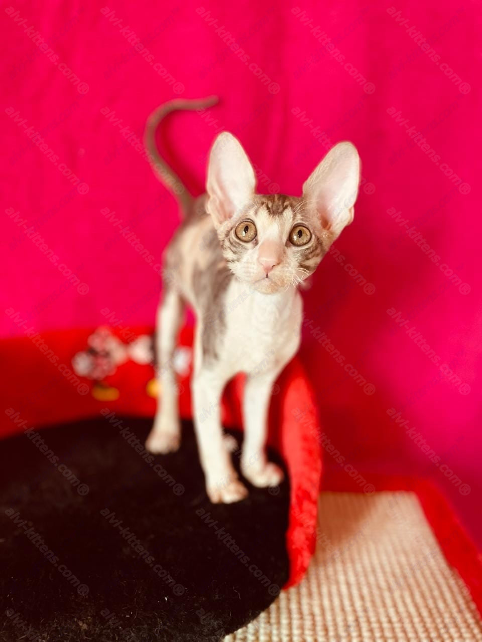 Cornish Rex kitten name "Lavender"