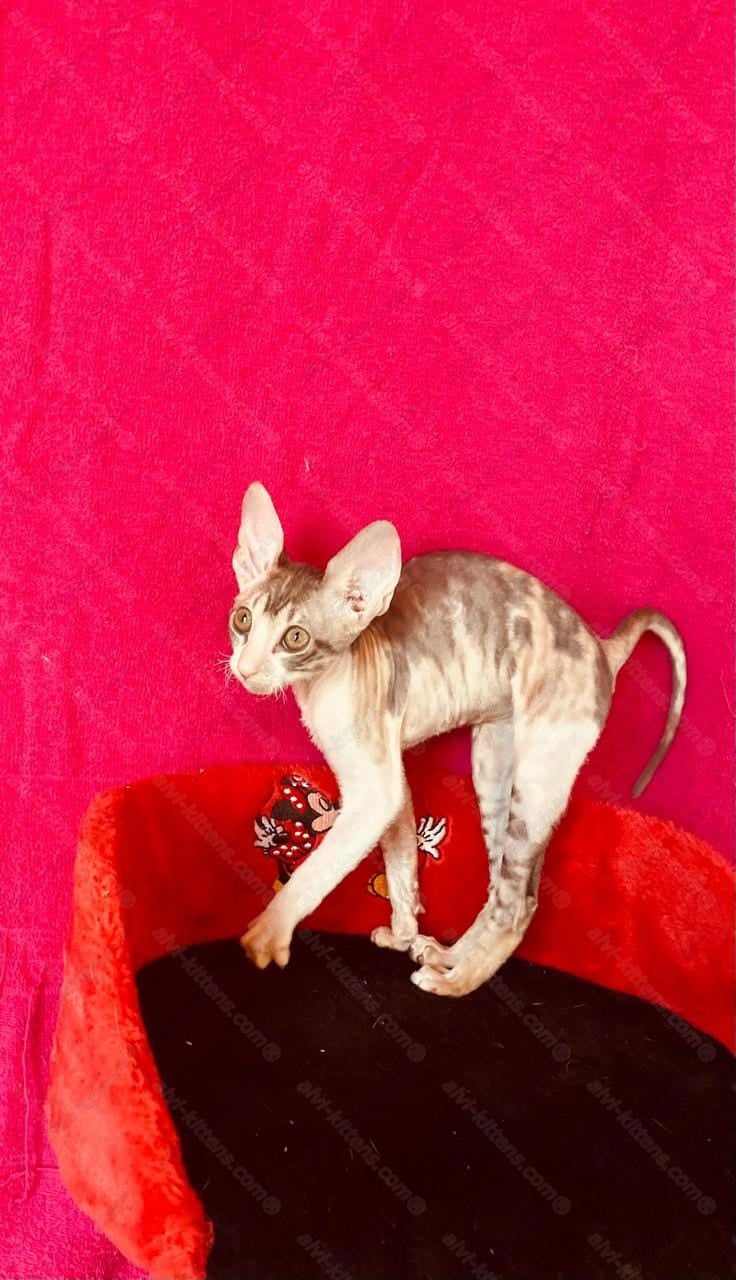 Cornish Rex kitten name "Lavender"