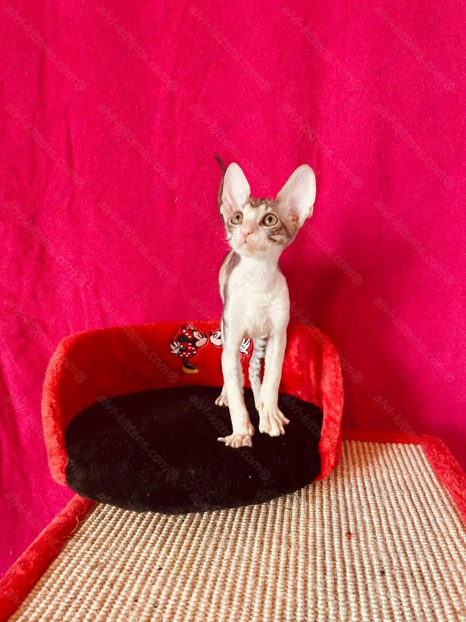 Cornish Rex kitten name "Lavender"