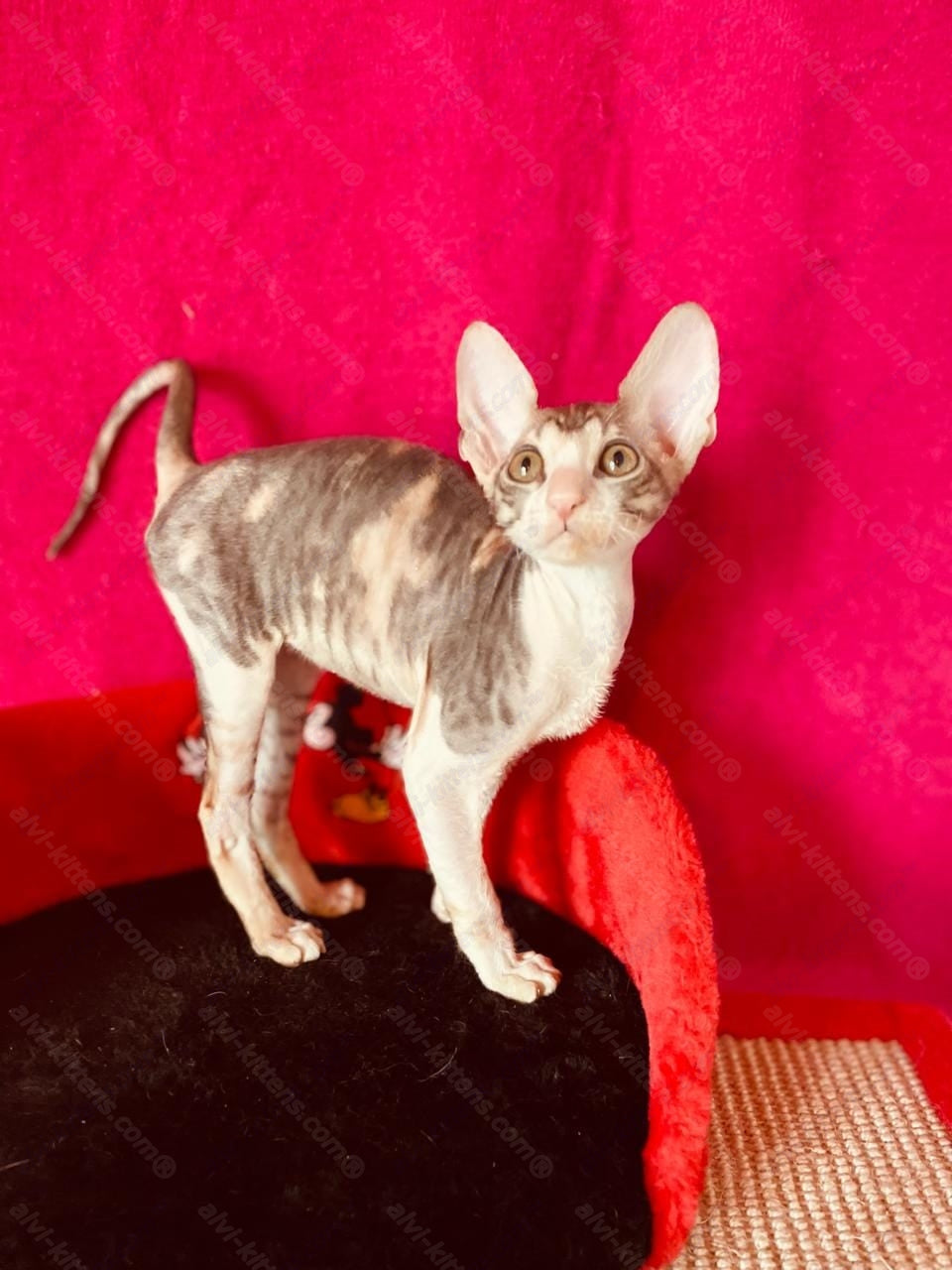 Cornish Rex kitten name "Lavender"