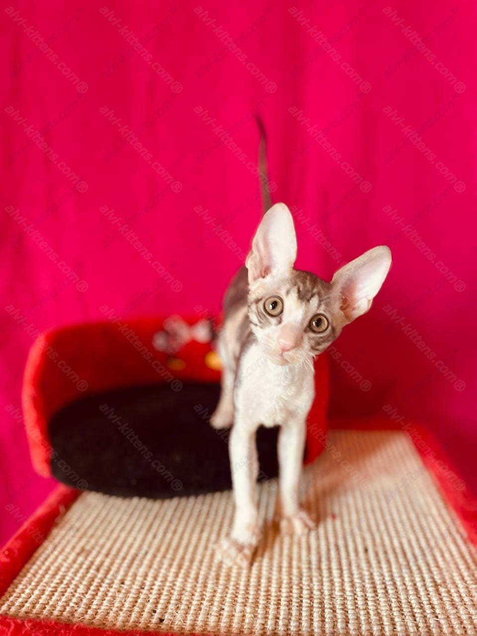 Cornish Rex kitten name "Lavender"