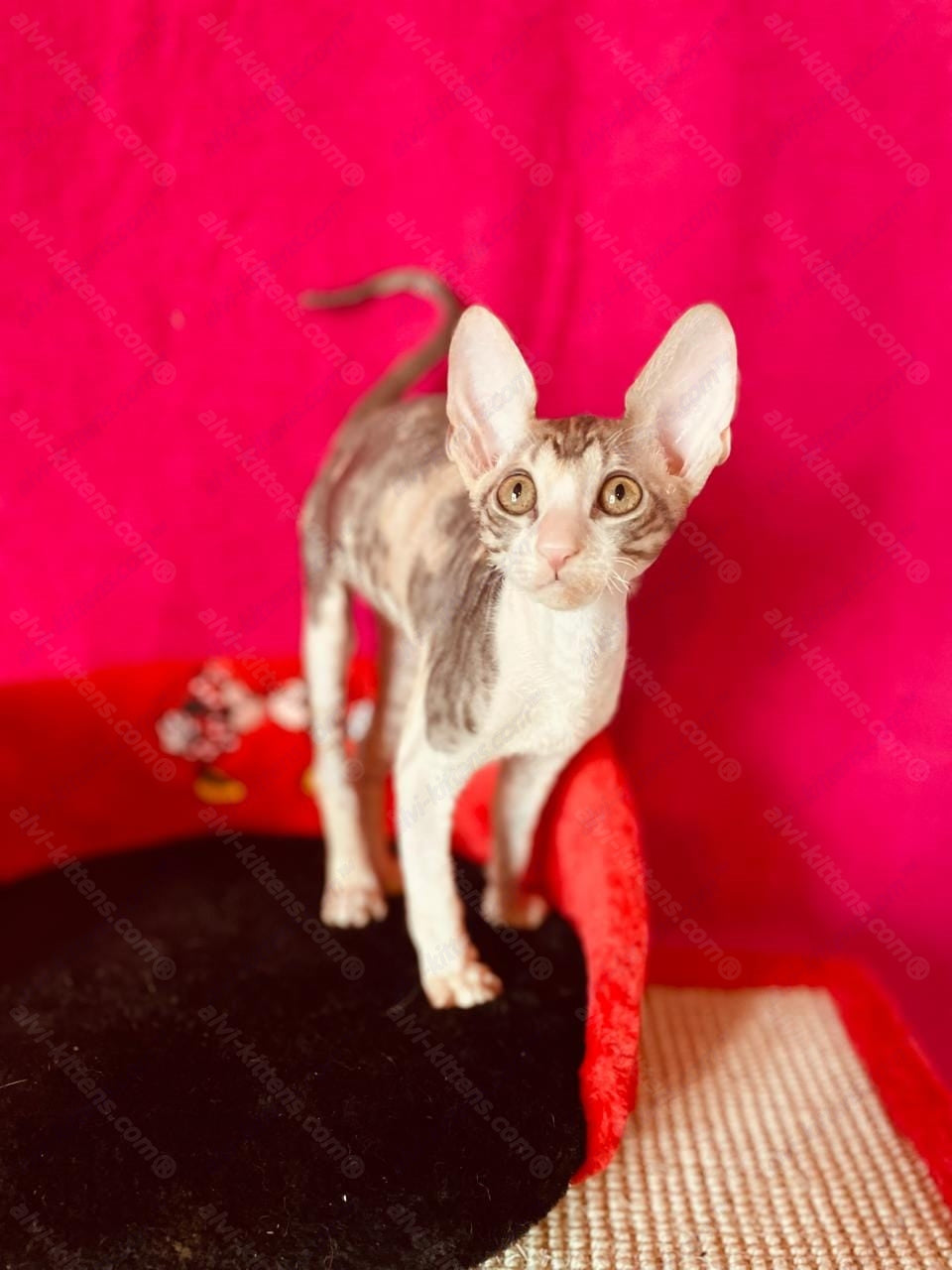 Cornish Rex kitten name "Lavender"