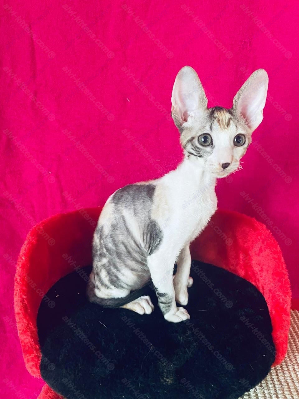 Cornish Rex kitten name "Luisianna"