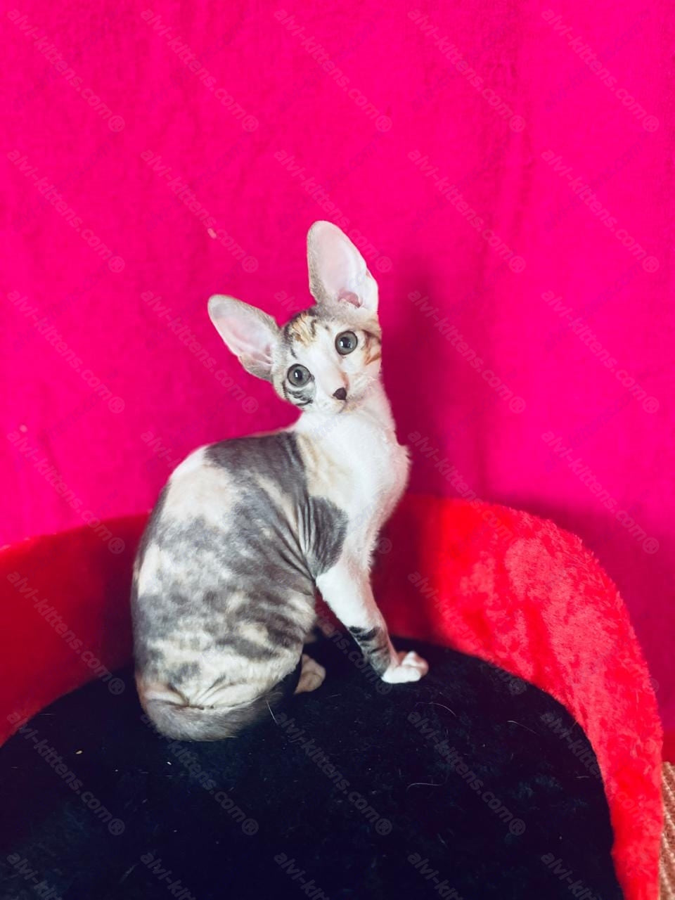 Cornish Rex kitten name "Luisianna"