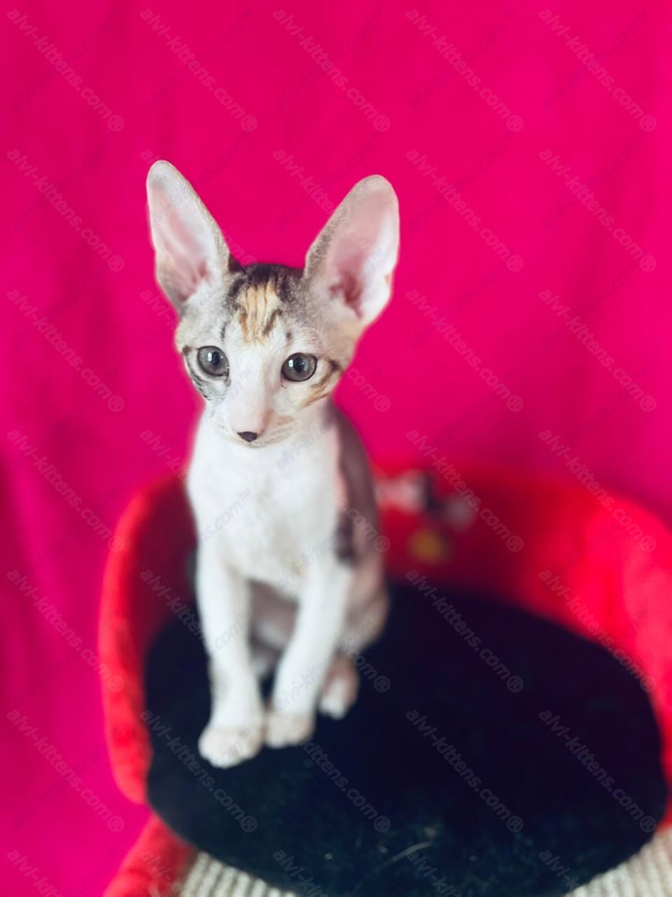 Cornish Rex kitten name "Luisianna"