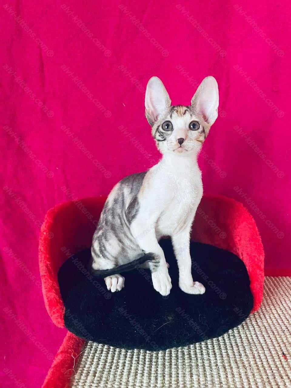 Cornish Rex kitten name "Luisianna"