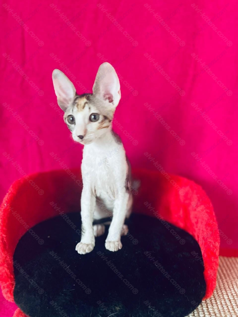 Cornish Rex kitten name "Luisianna"