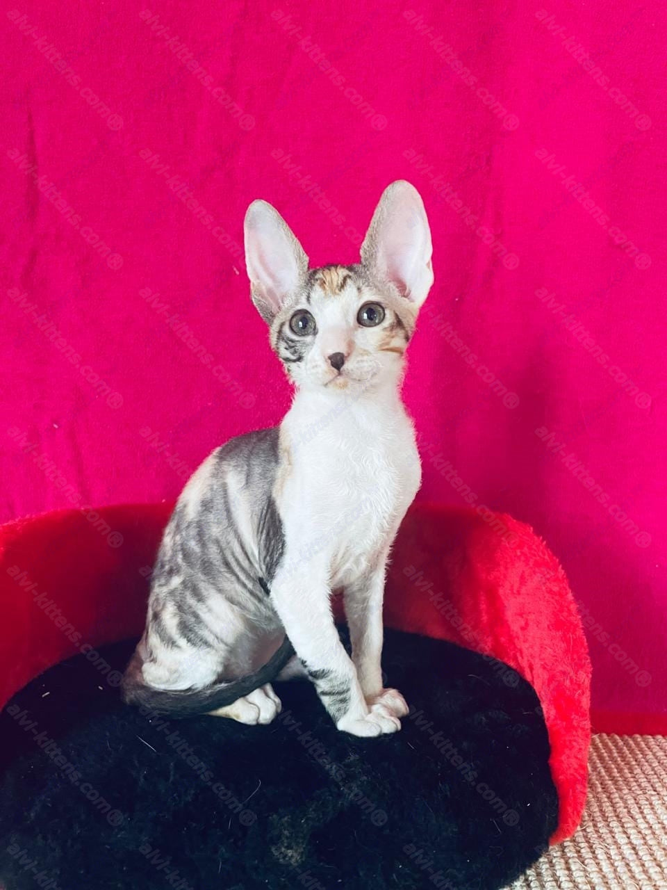 Cornish Rex kitten name "Luisianna"