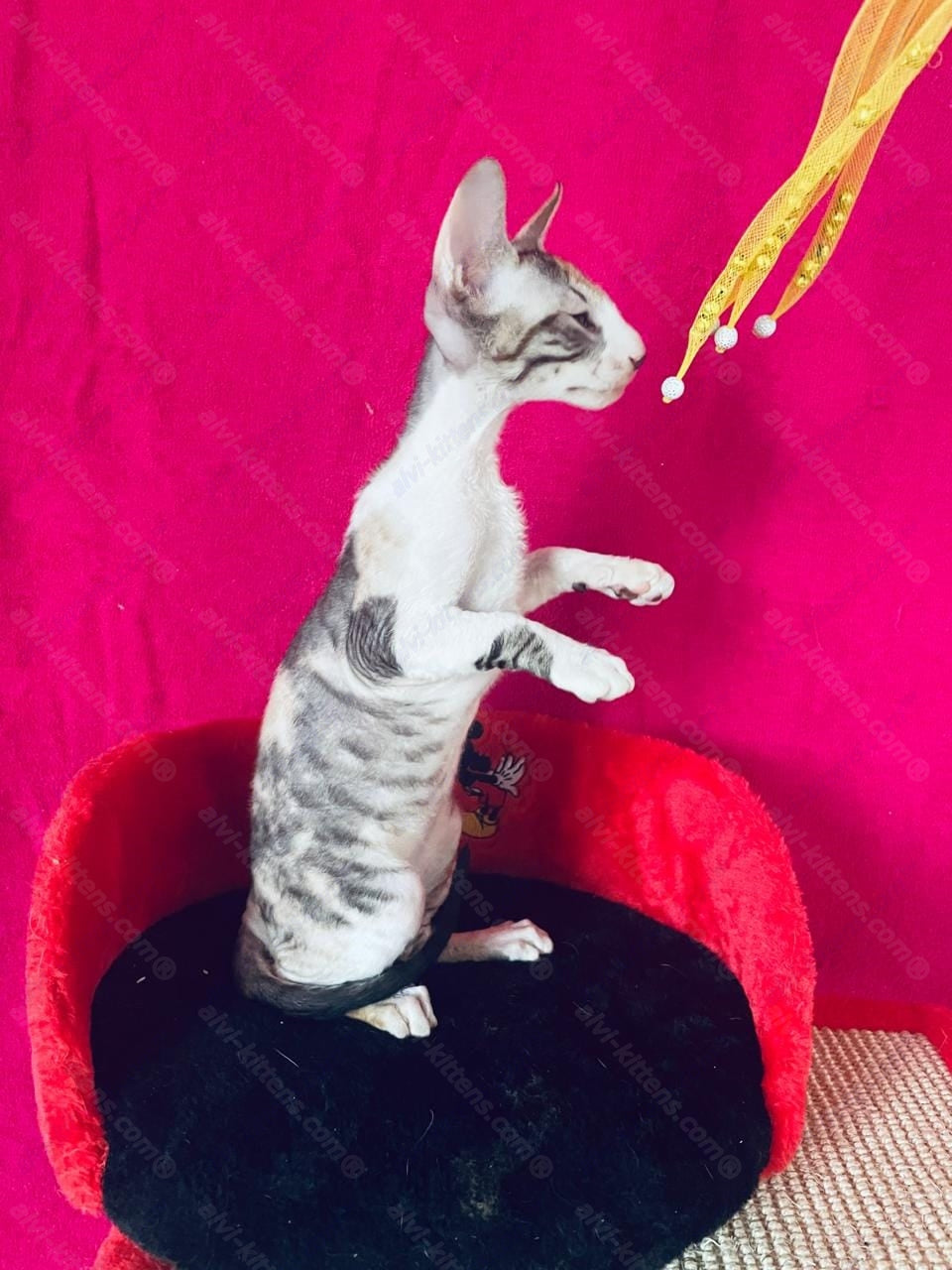 Cornish Rex kitten name "Luisianna"