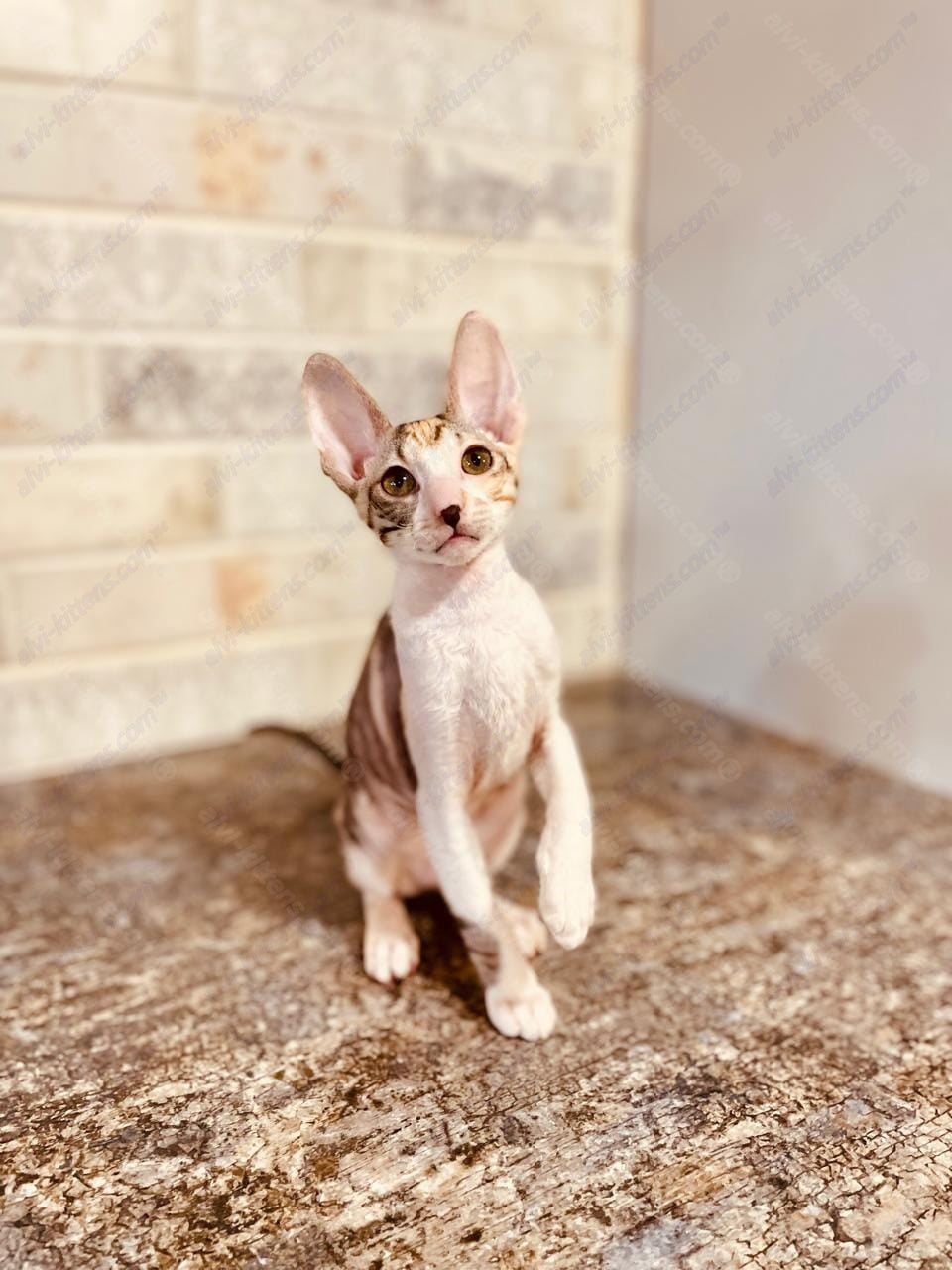 Cornish Rex kitten name "Luisianna"