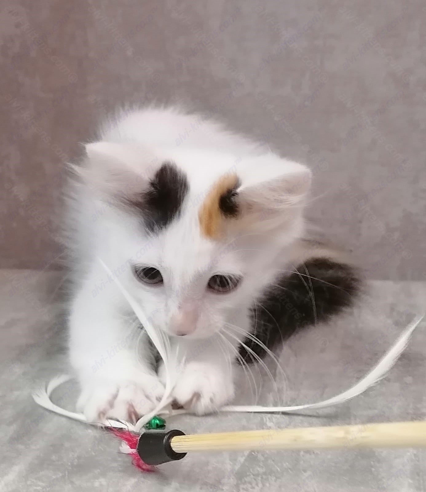 Munchkin Kitten Name "Afina" WP