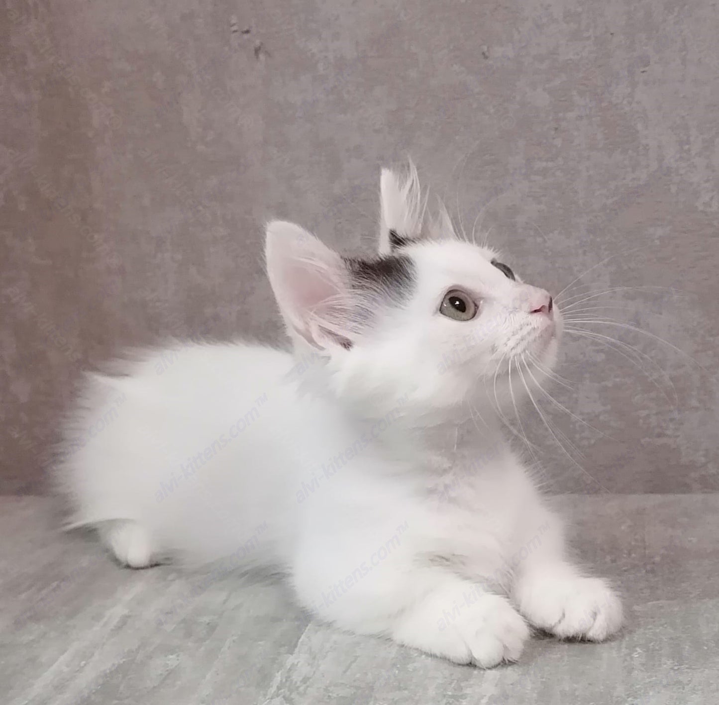 Munchkin Kitten Name "Afina" WP