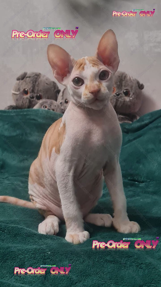 Don Sphynx kitten name "Lux"