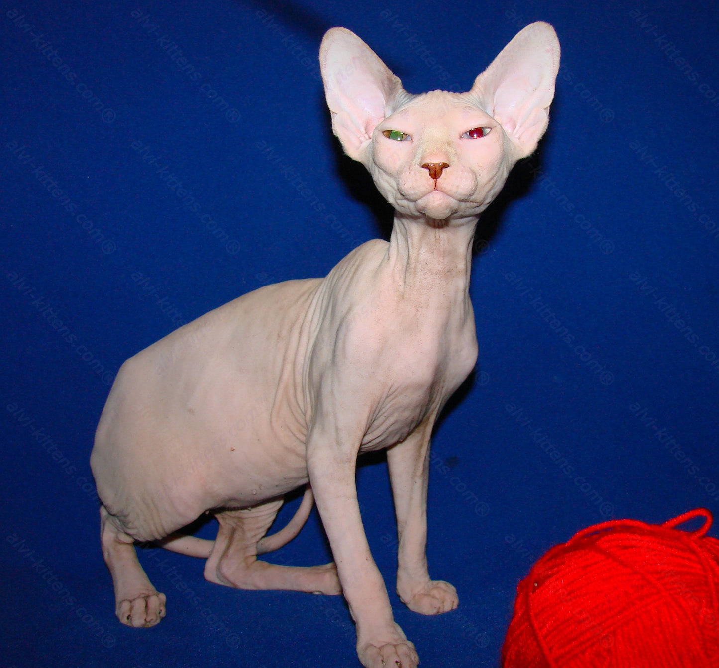 Canadian Sphynx Kitten "CSf-0121"