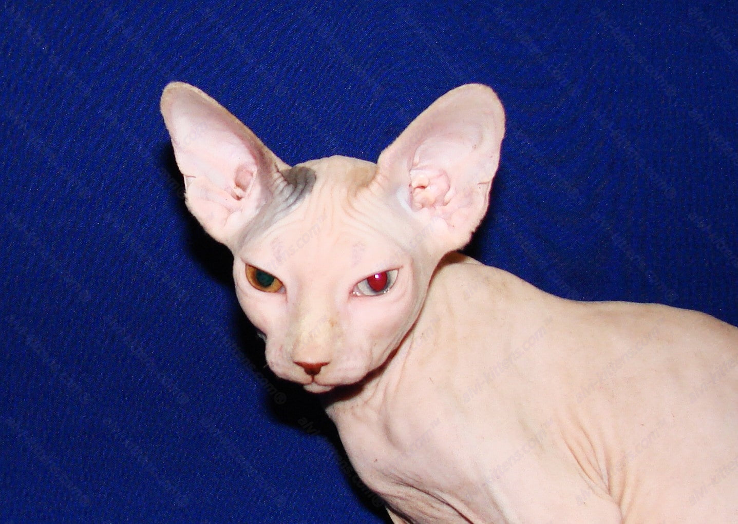 Canadian Sphynx Kitten "CSf-0121"