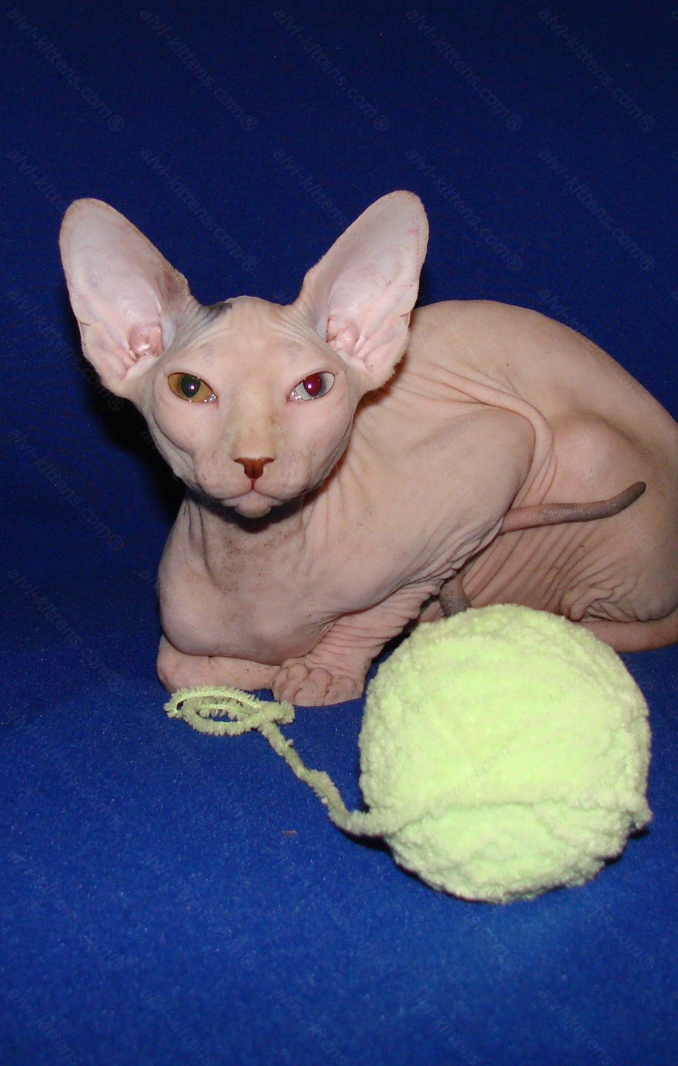 Canadian Sphynx Kitten "CSf-0121"