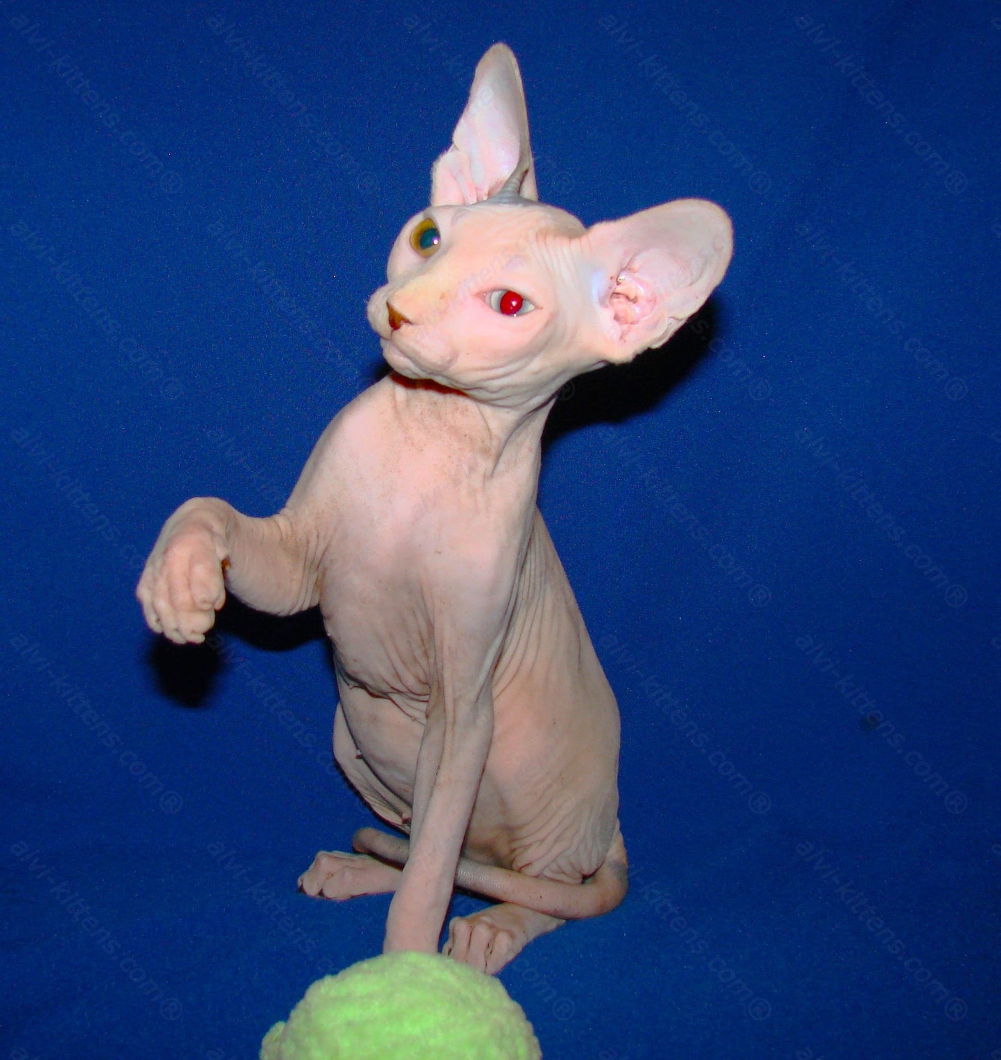 Canadian Sphynx Kitten "CSf-0121"