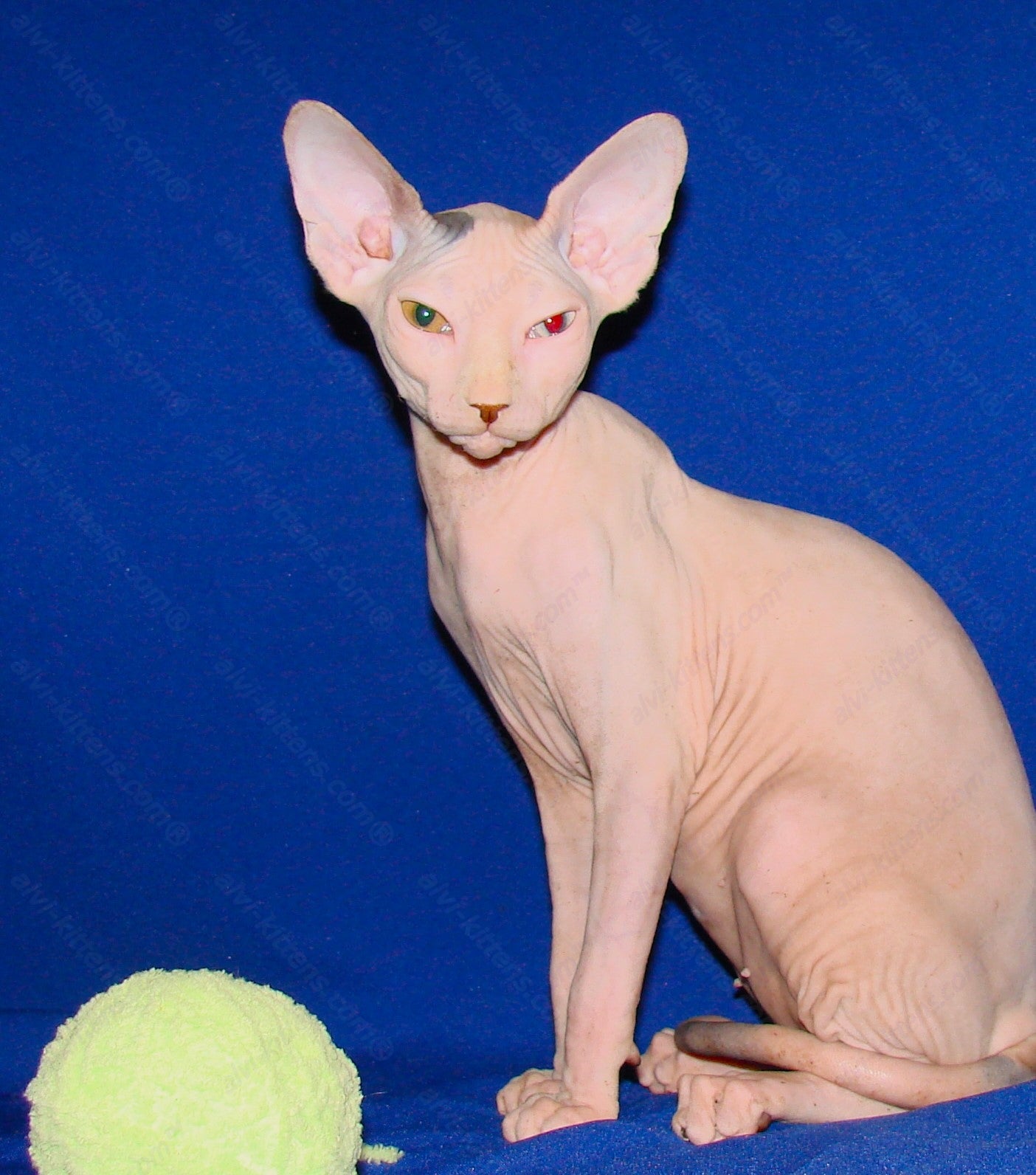 Canadian Sphynx Kitten "CSf-0121"