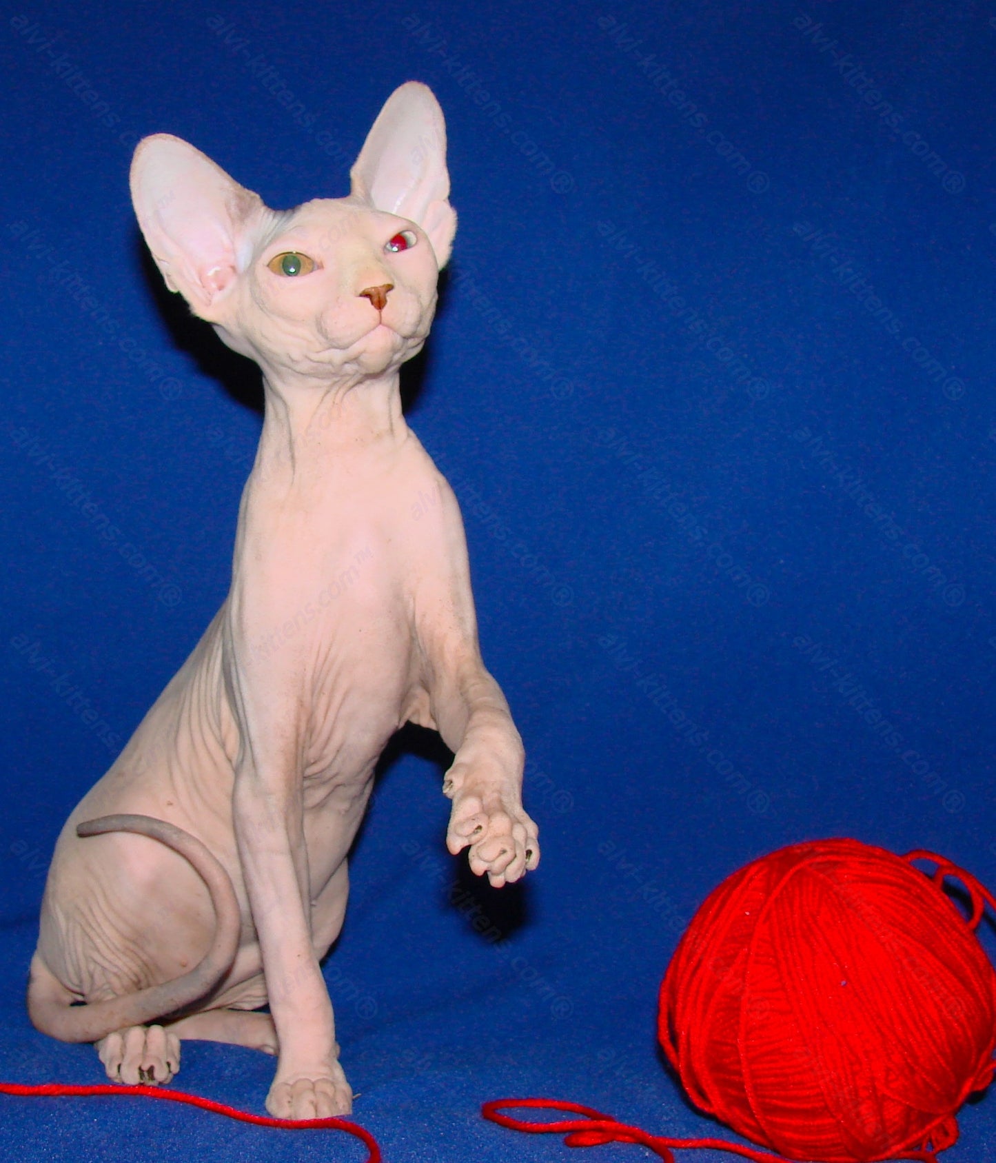 Canadian Sphynx Kitten "CSf-0121"