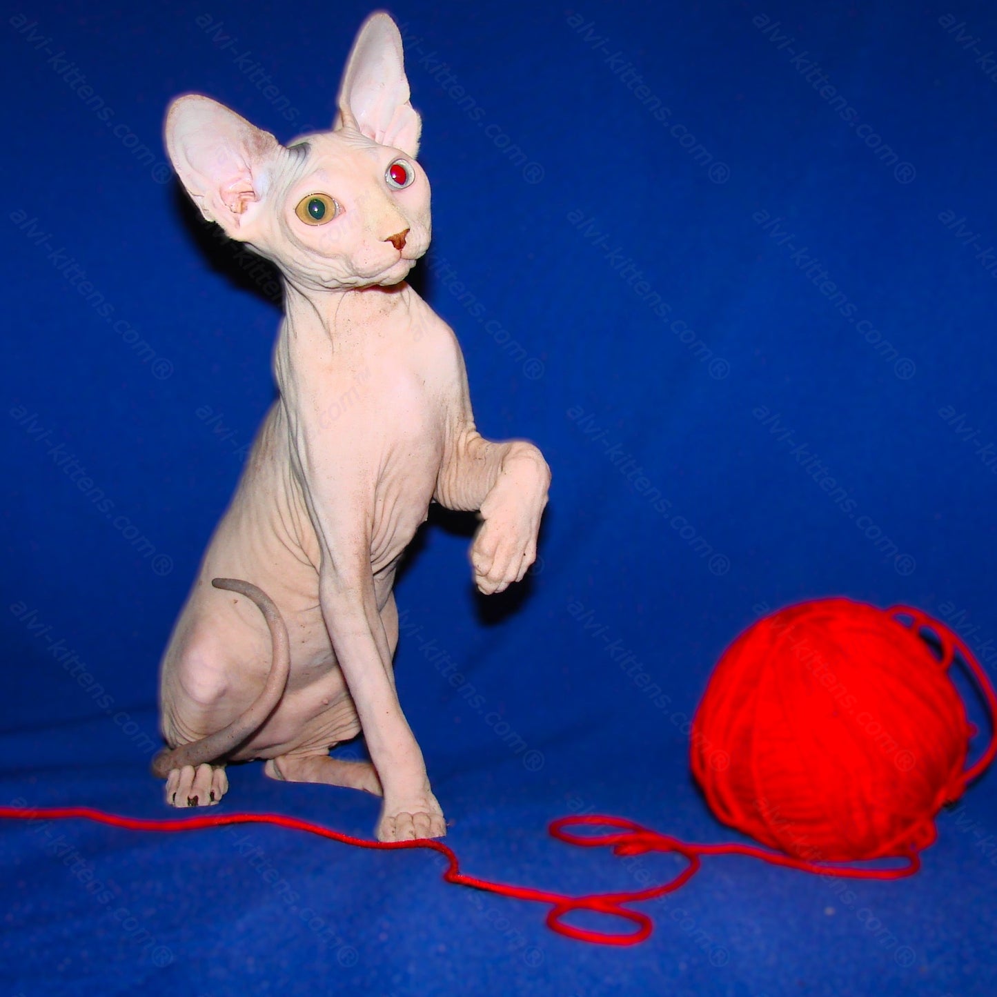 Canadian Sphynx Kitten "CSf-0121"