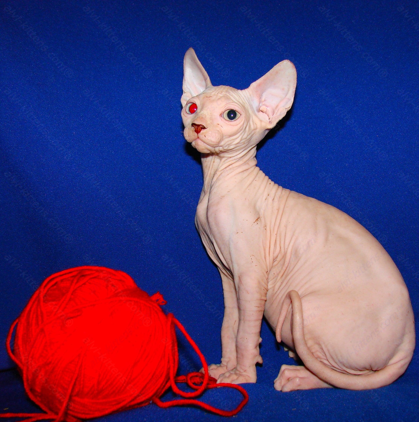 Canadian Sphynx Kitten "CSm-011"