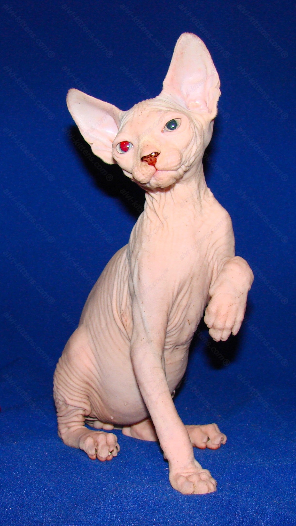 Canadian Sphynx Kitten "CSm-011"