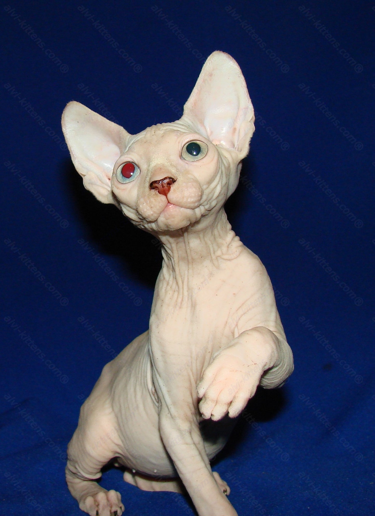 Canadian Sphynx Kitten "CSm-011"