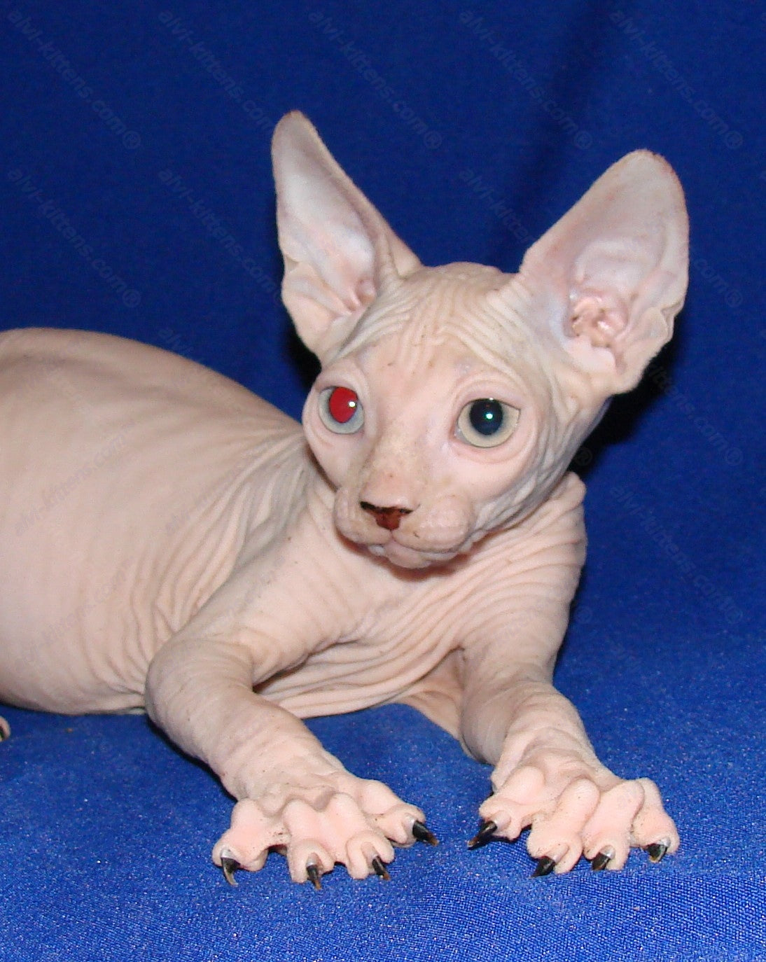 Canadian Sphynx Kitten "CSm-011"