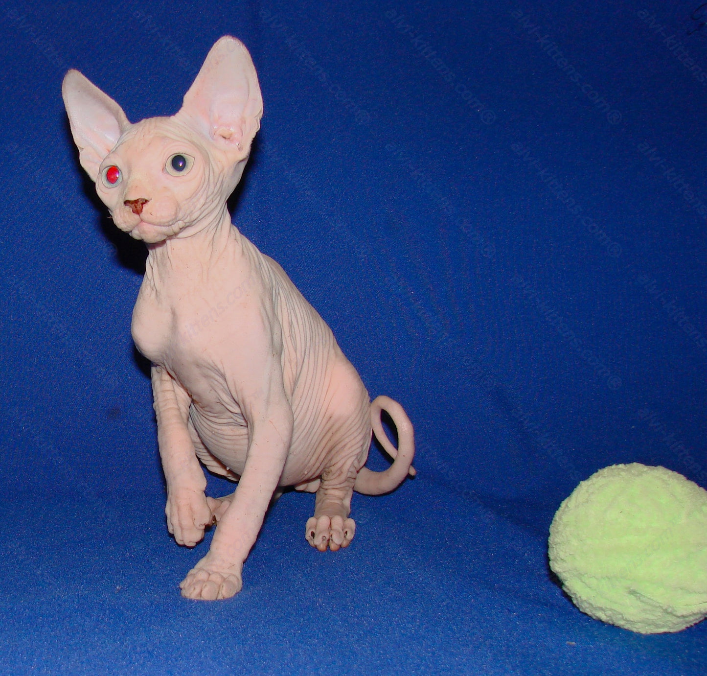 Canadian Sphynx Kitten "CSm-011"