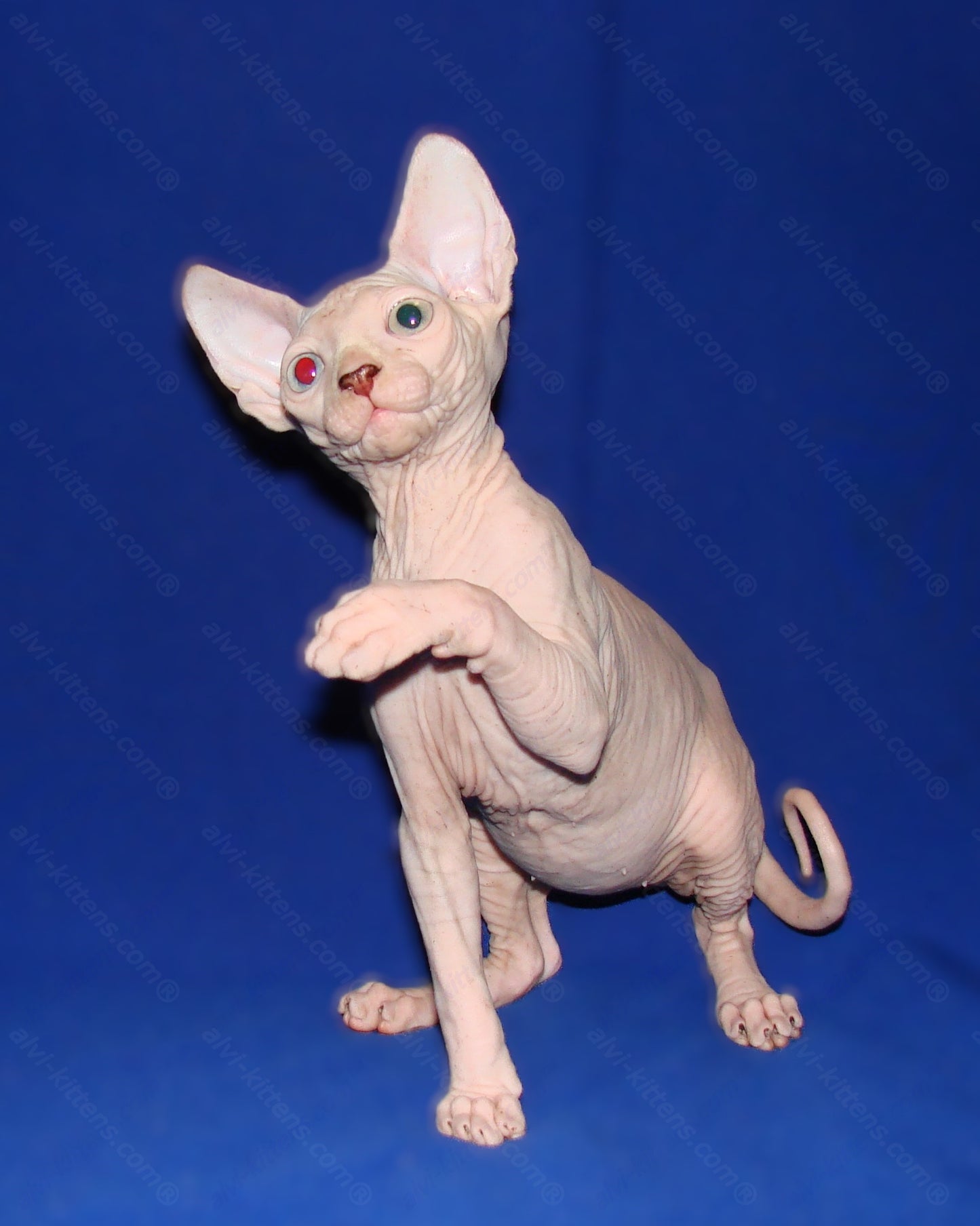 Canadian Sphynx Kitten "CSm-011"