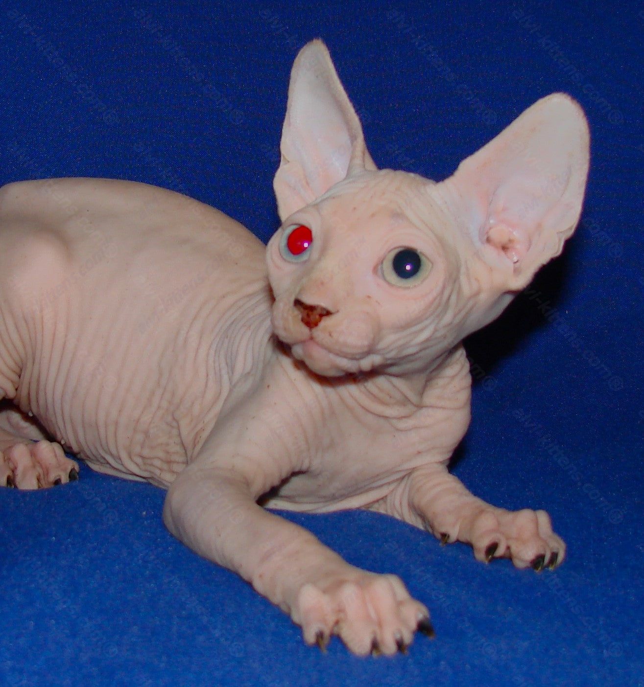 Canadian Sphynx Kitten "CSm-011"