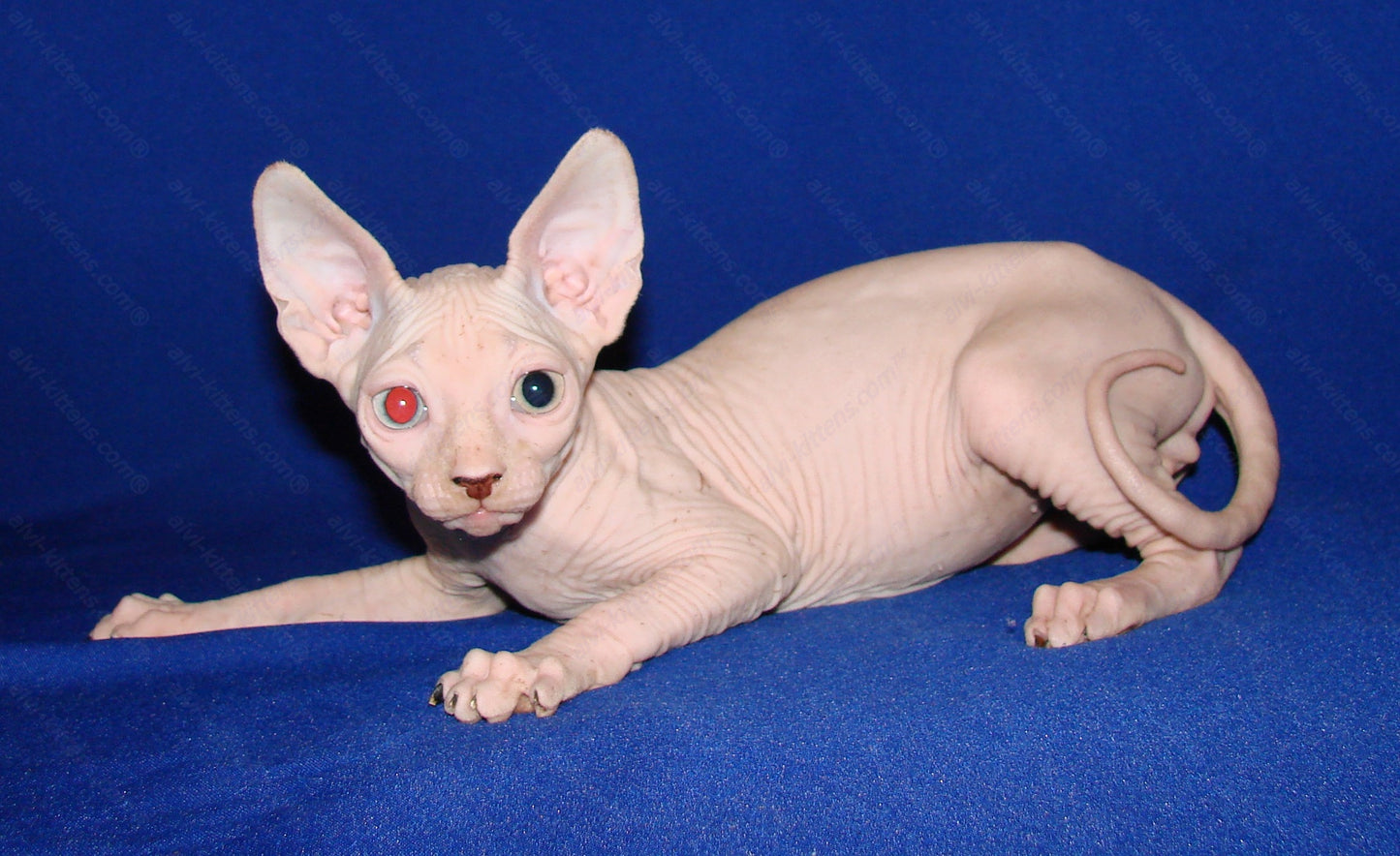 Canadian Sphynx Kitten "CSm-011"