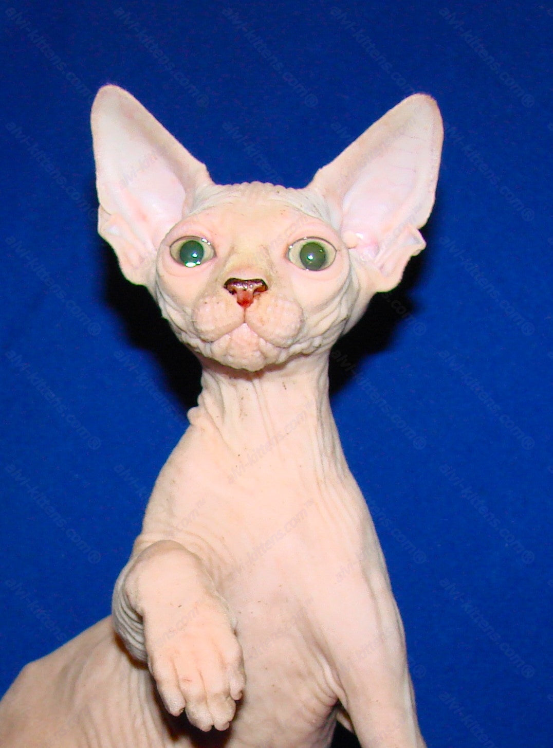 Canadian Sphynx Kitten "CSm-012"