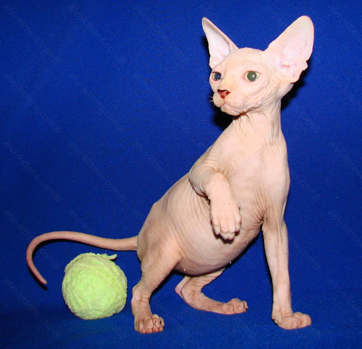 Canadian Sphynx Kitten "CSm-012"