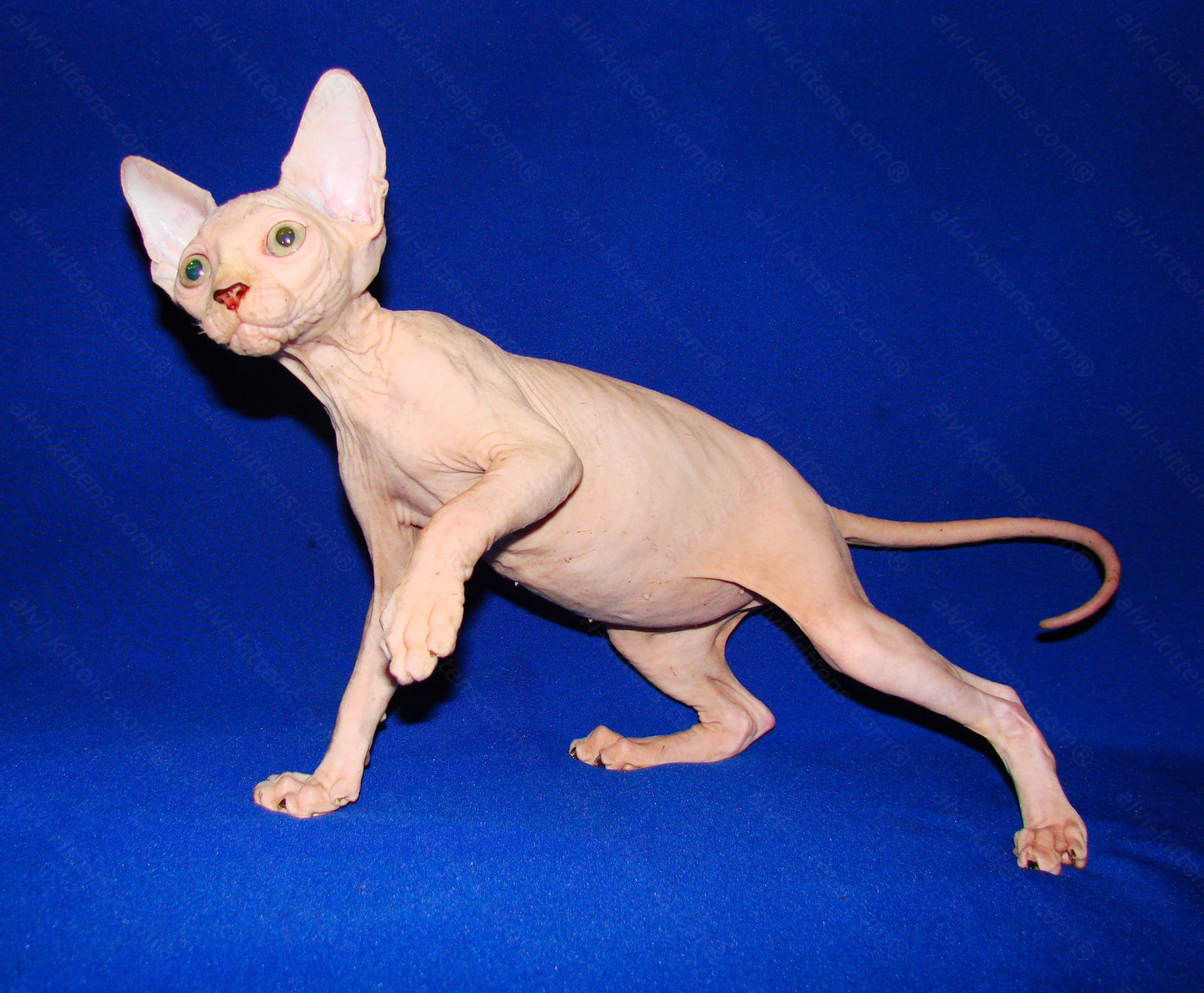 Canadian Sphynx Kitten "CSm-012"