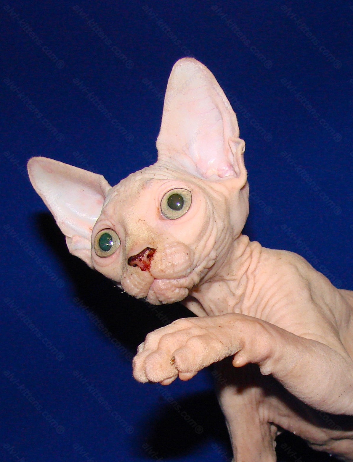 Canadian Sphynx Kitten "CSm-012"