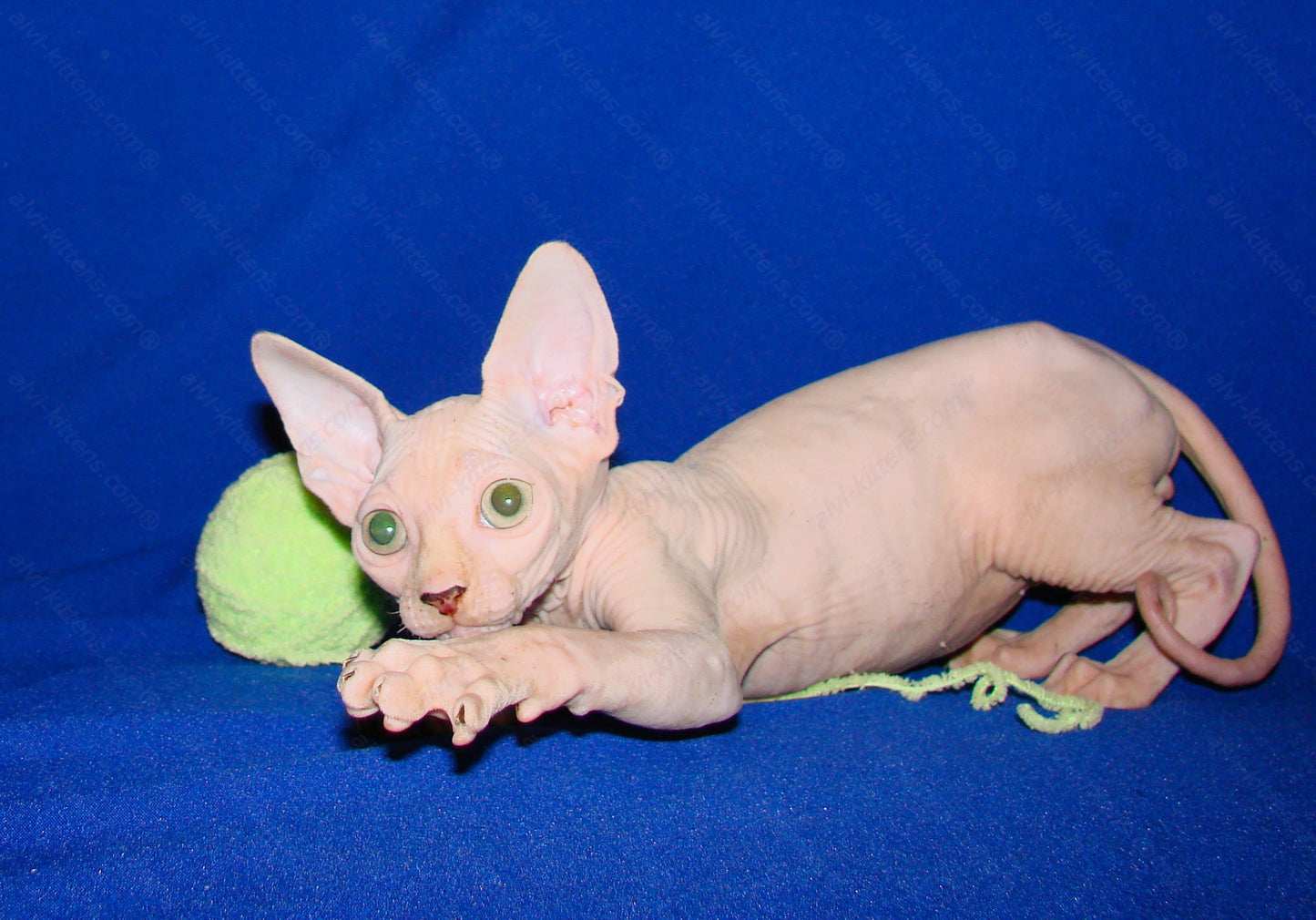 Canadian Sphynx Kitten "CSm-012"