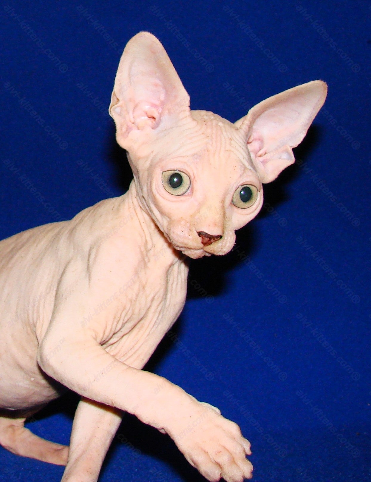 Canadian Sphynx Kitten "CSm-012"