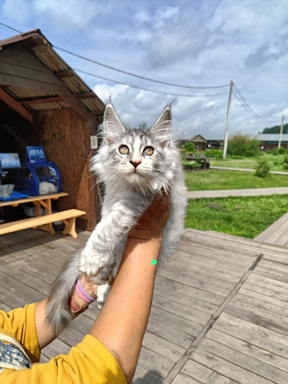 Maine Coon Kitten Name "Laura"