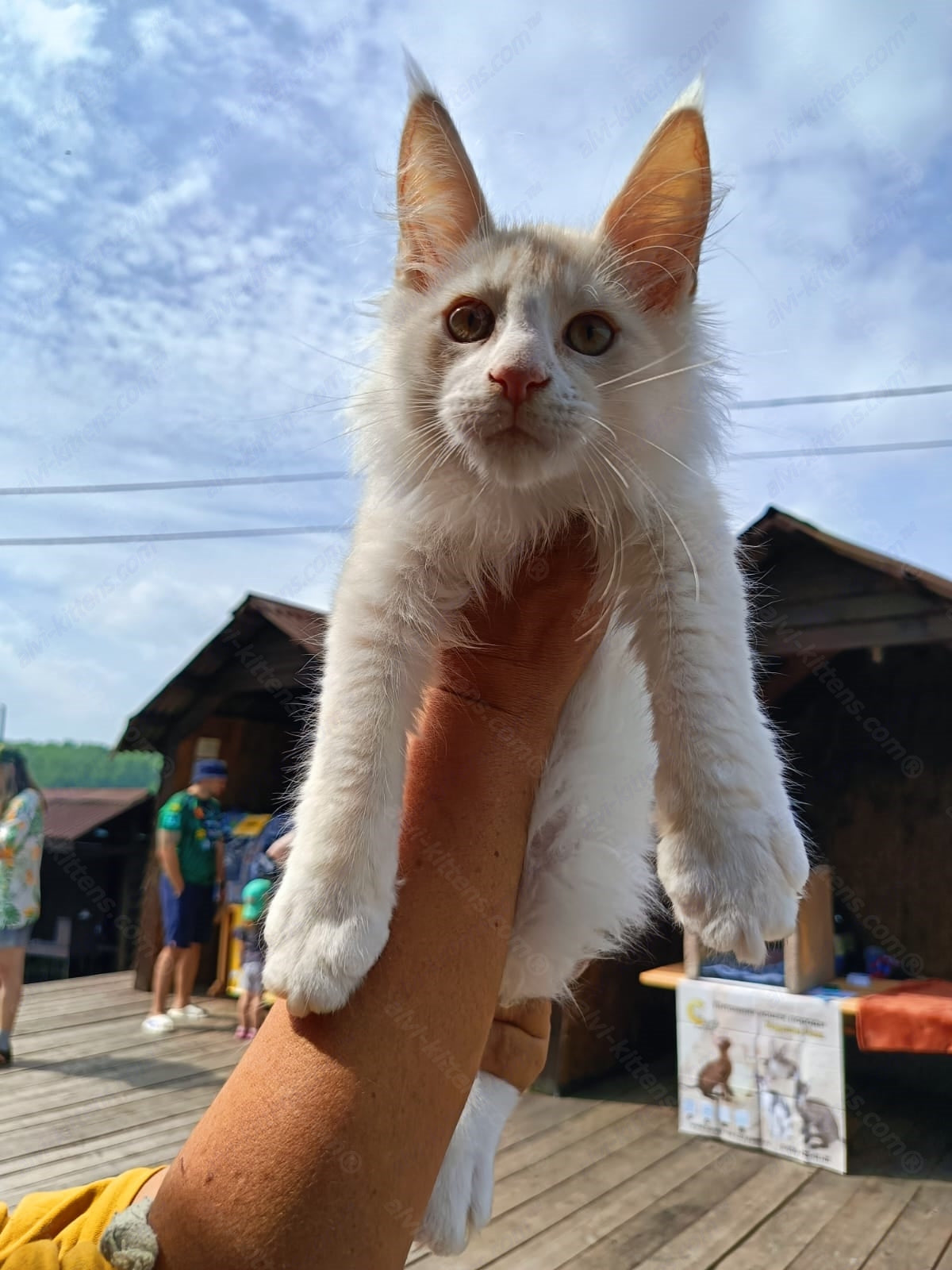 Maine Coon Kitten Name "Lord"