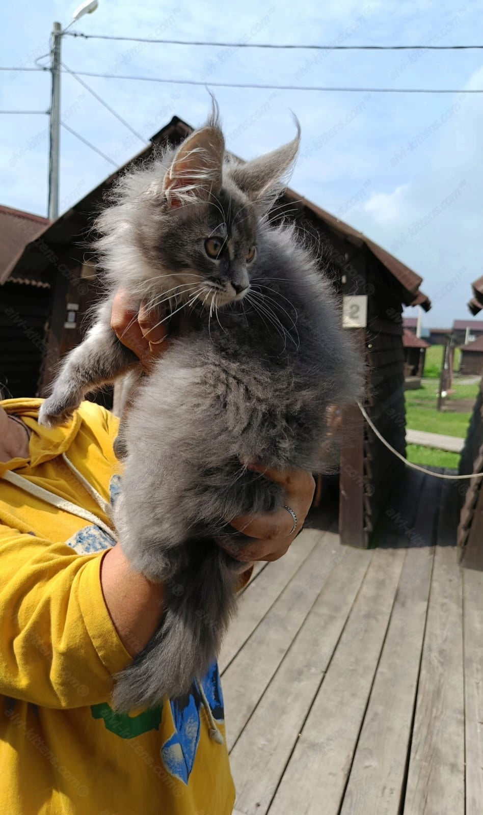 Maine Coon Kitten Name "Lavanda"