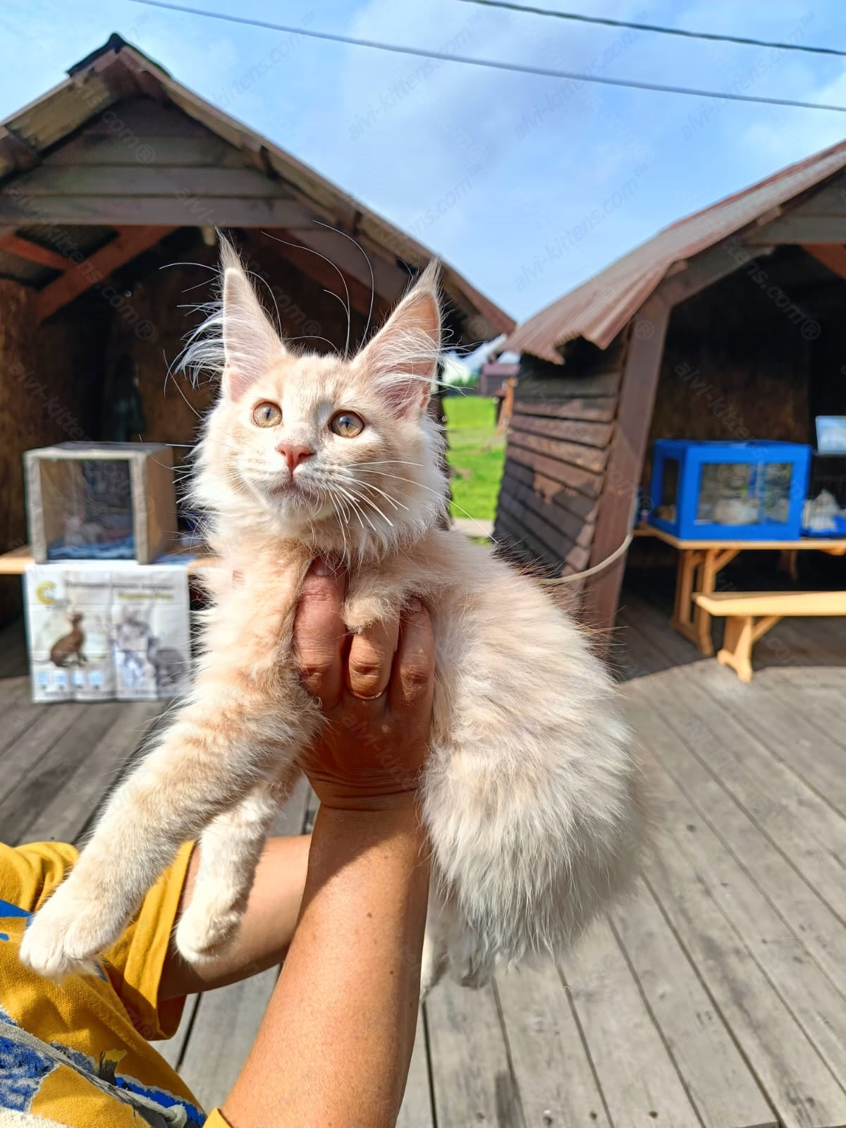 Maine Coon Kitten Name "Latte"