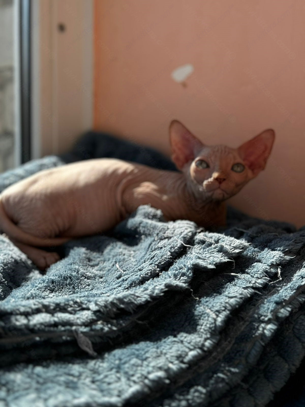 Canadian Sphynx Kitten "Wagner"