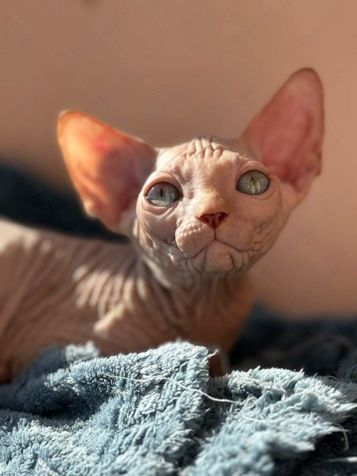 Canadian Sphynx Kitten "Wagner"