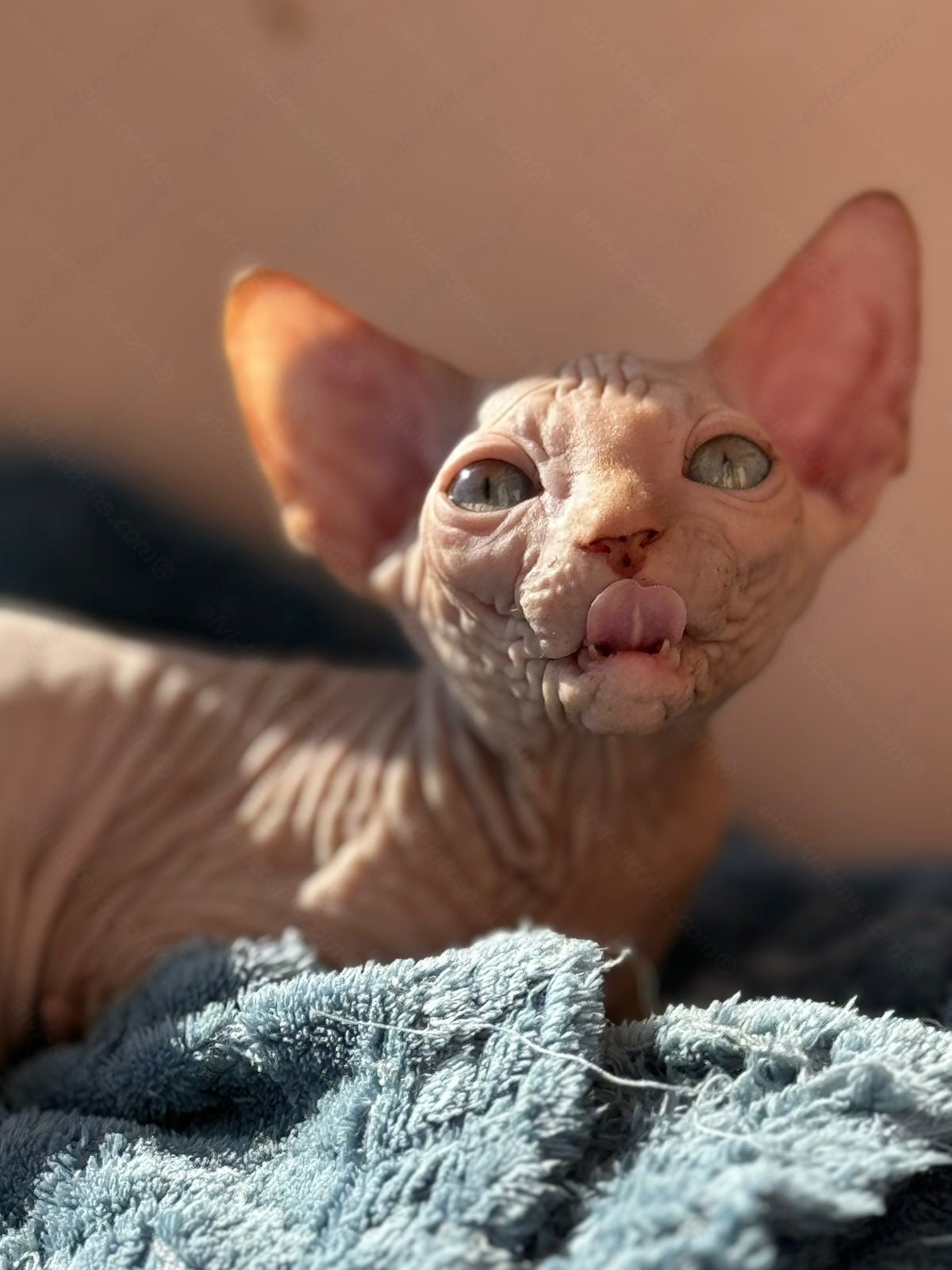 Canadian Sphynx Kitten "Wagner"