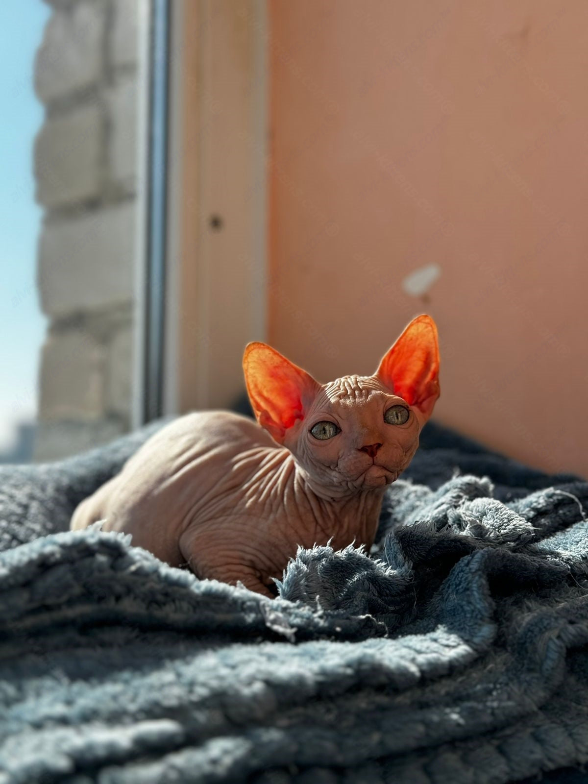 Canadian Sphynx Kitten "Wagner"