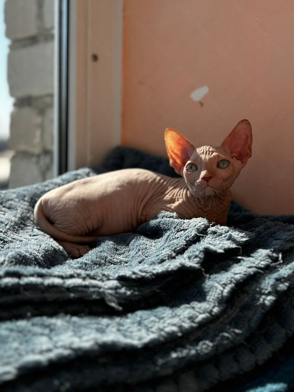 Canadian Sphynx Kitten "Wagner"