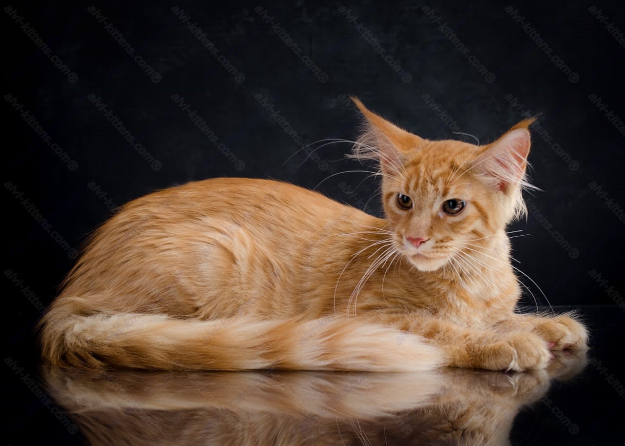 Maine Coon Kitten Name "Kala"