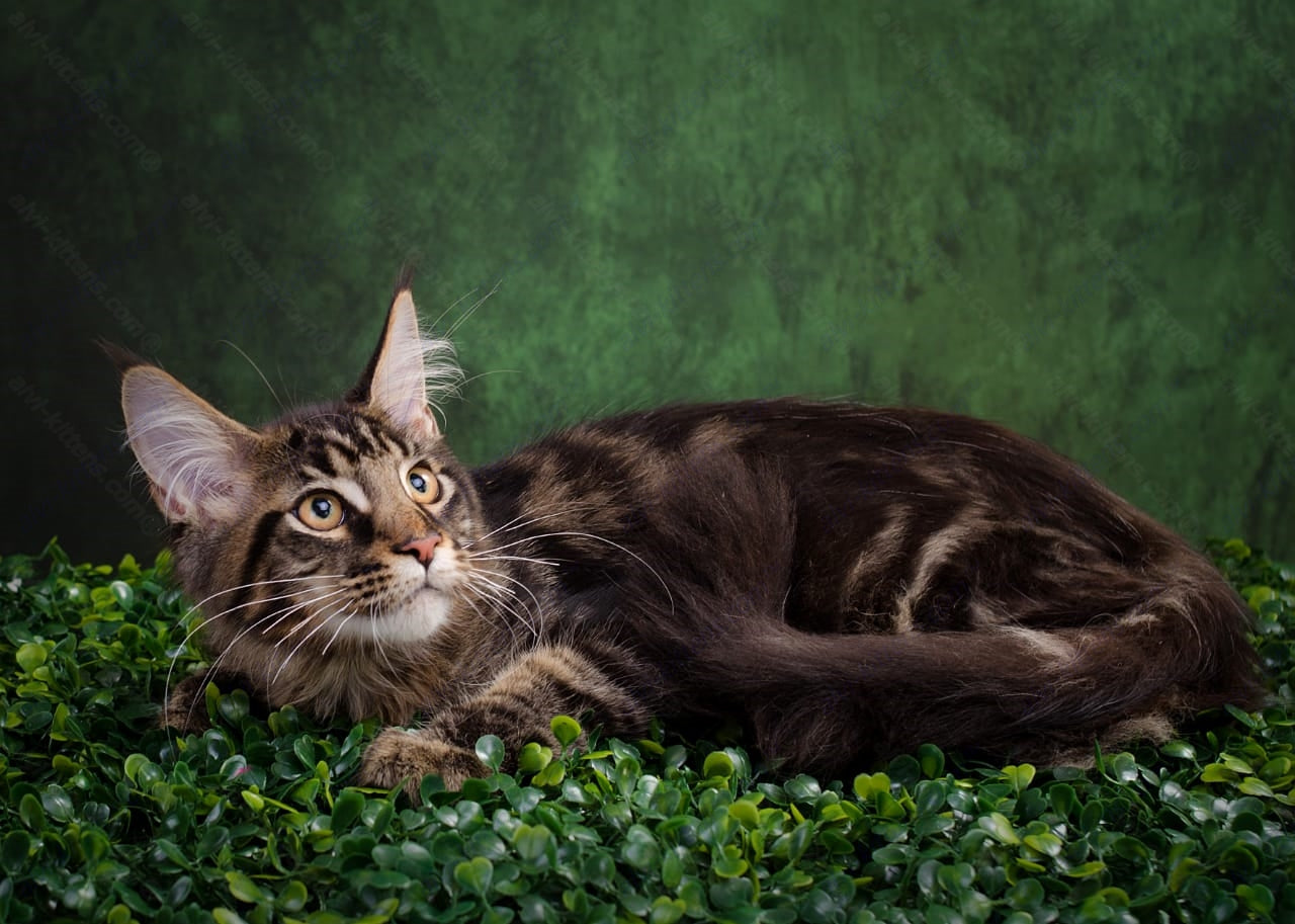 Maine Coon Kitten Name "Keks"