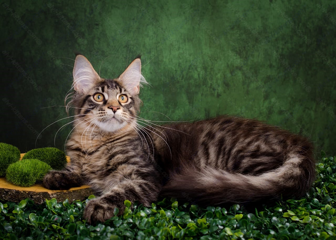 Maine Coon Kitten Name "Kuper"